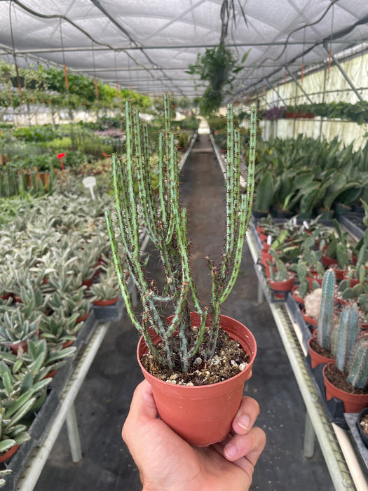 succulent euphorbia Succulent Euphorbia Aeruginosa
