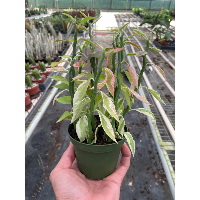 devil's spine succulent Variegated Devil's Backbone Euphorbia