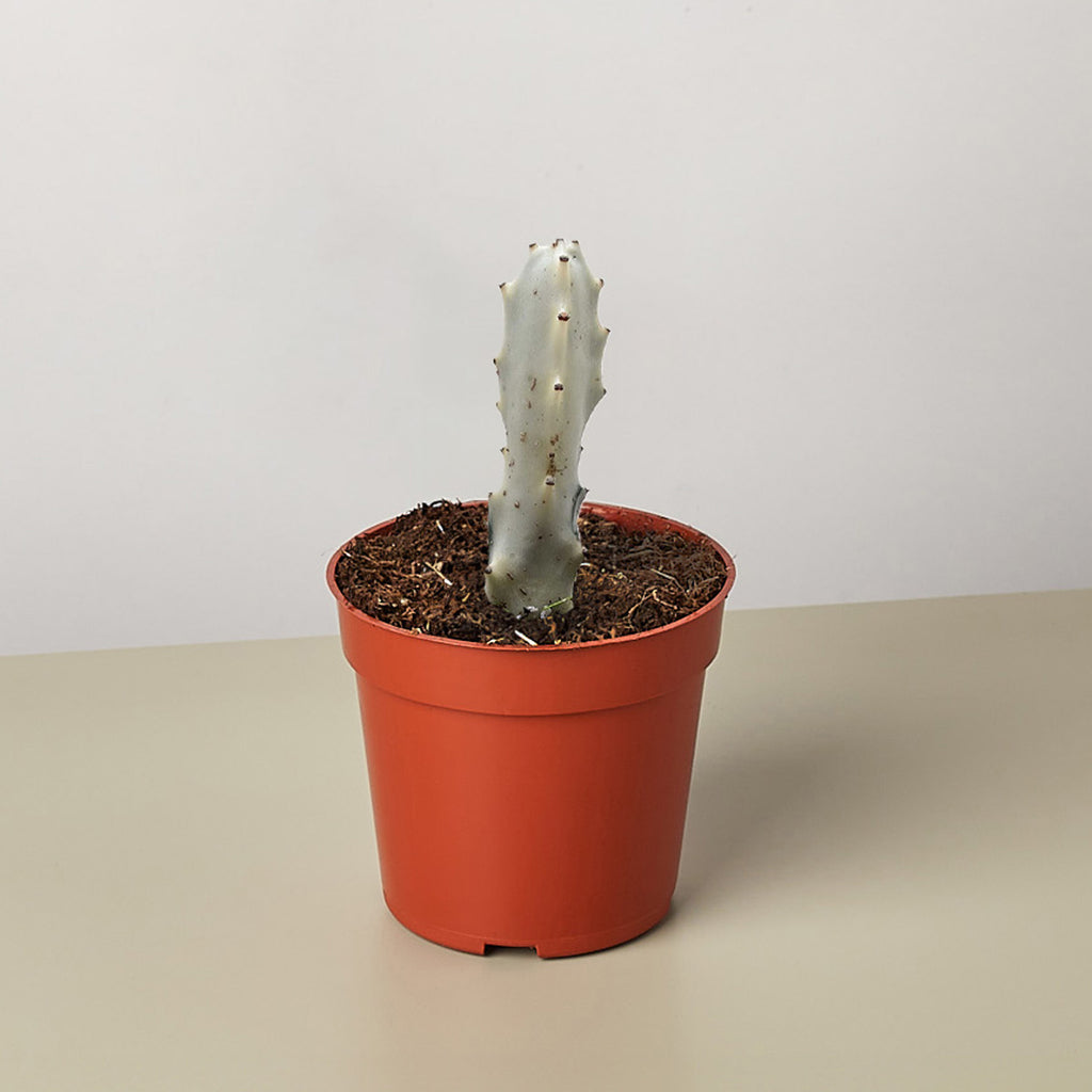 bones succulent 4" Succulent Euphorbia 'Dragon Bone'