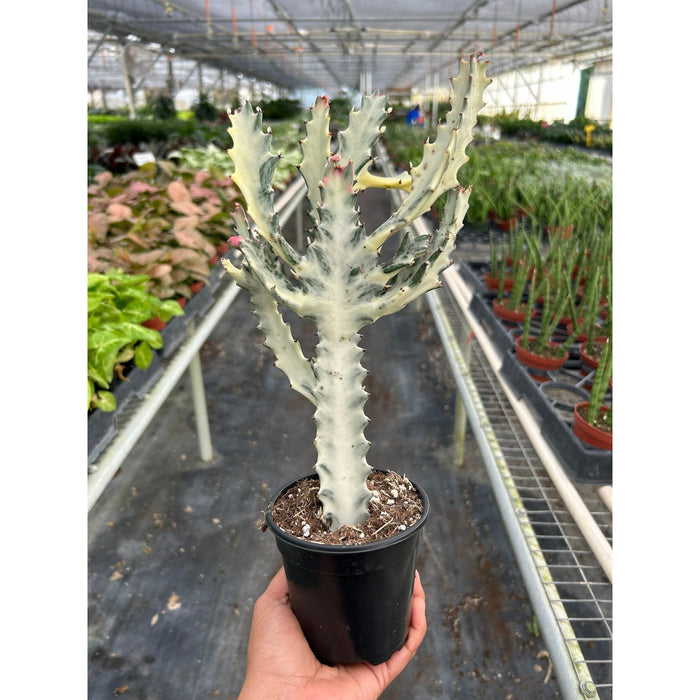 4" Succulent Euphorbia 'Dragon Bone'