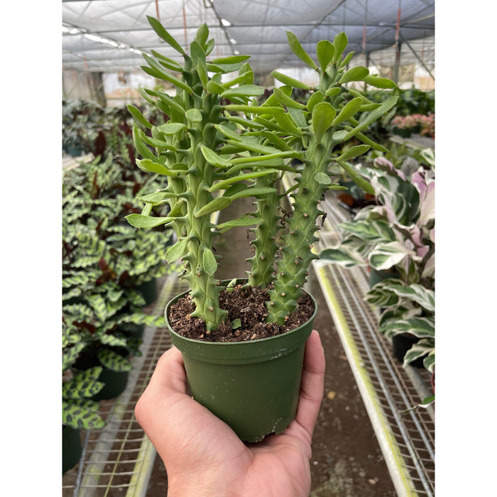 sausage plant succulent Euphorbia 'Sausage Spurge'