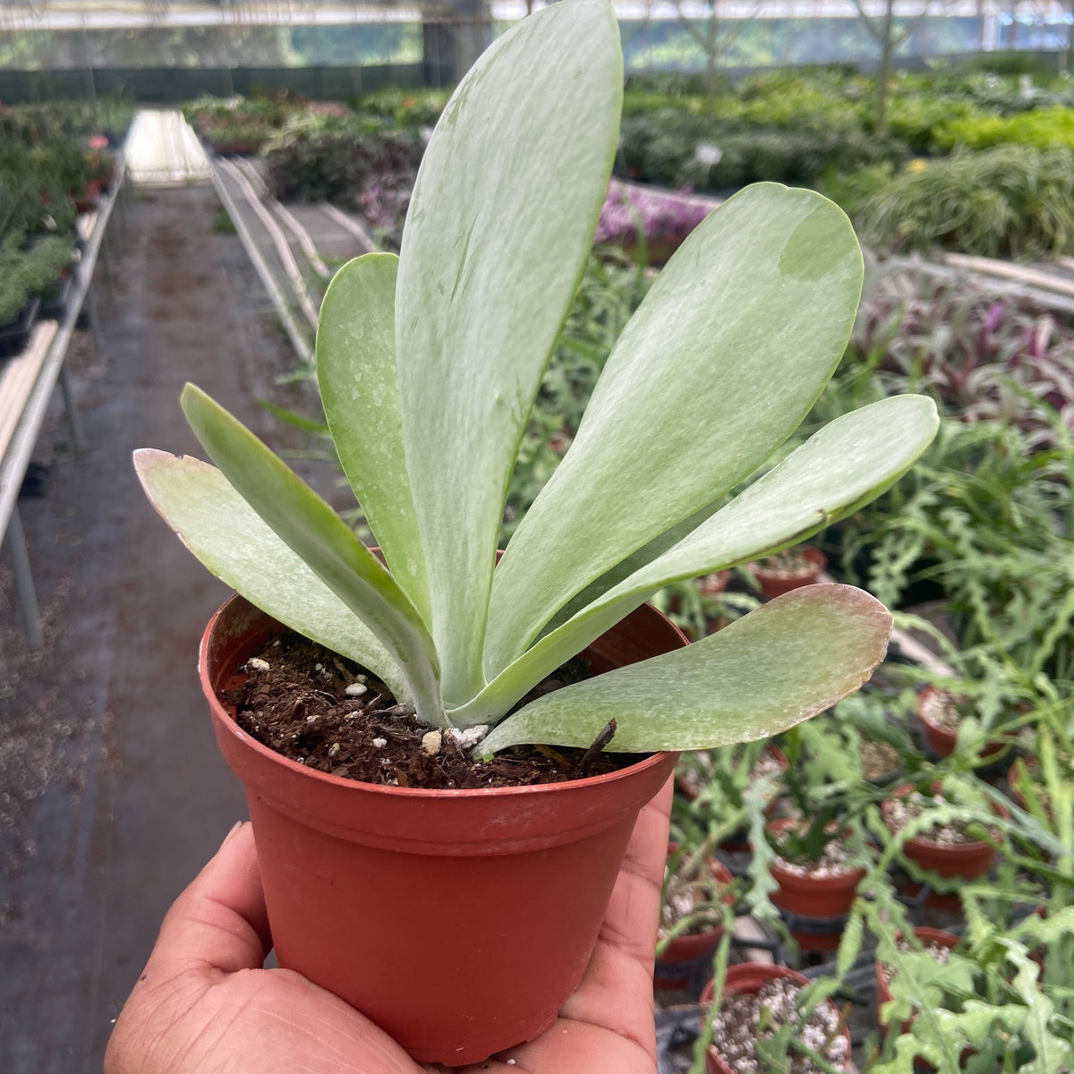 flat succulent leaves Succulent Kalanchoe 'Flap Jack'