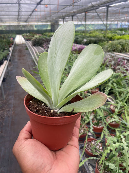 flapjack succulent for sale Succulent Kalanchoe 'Flap Jack'