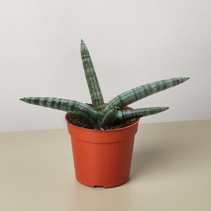 Succulent Stapelia African Starfish