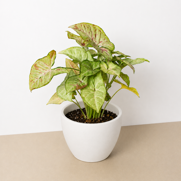 Syngonium 'Confetti'