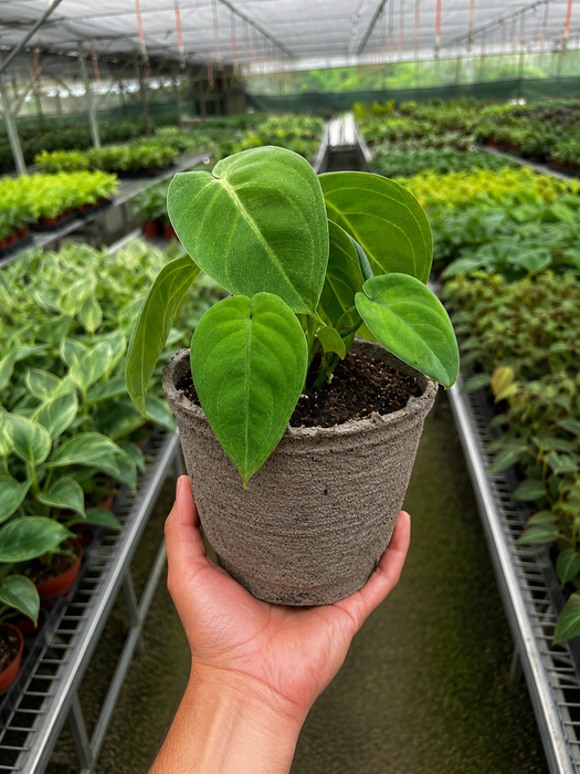 philodendron ice frost Syngonium 'Ice Frost'