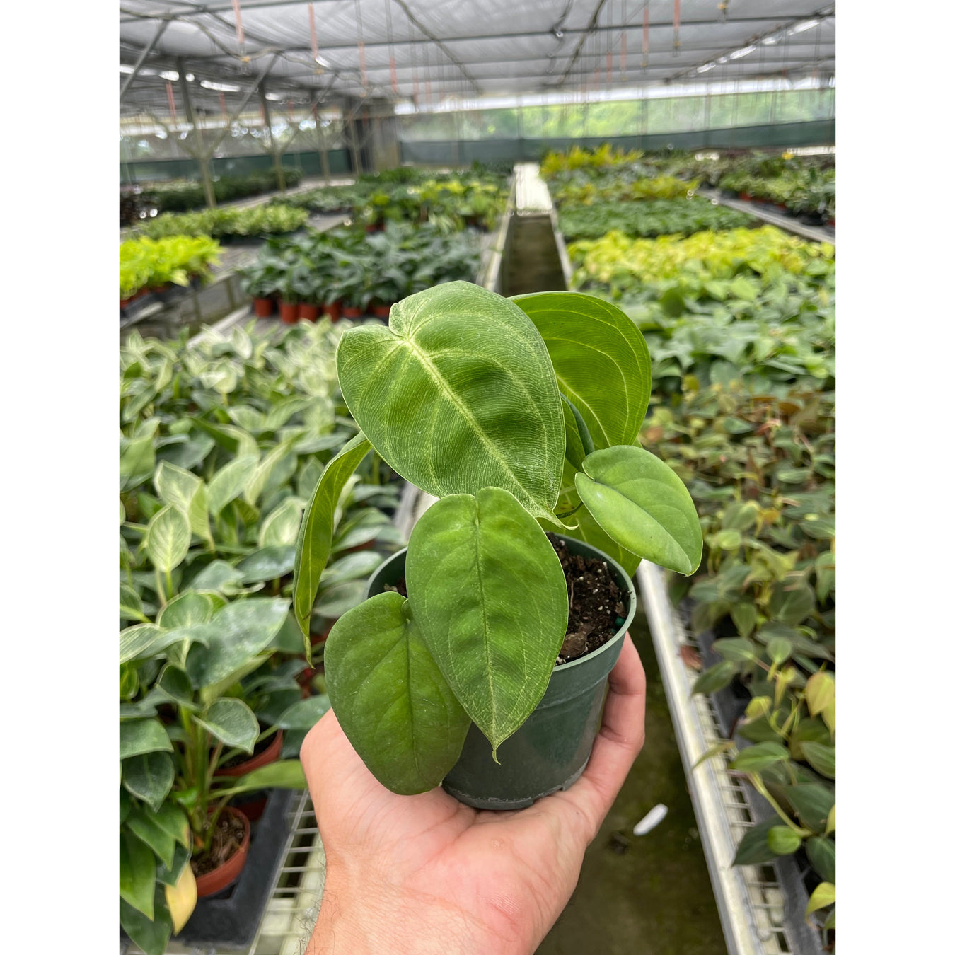 Pre-Potted