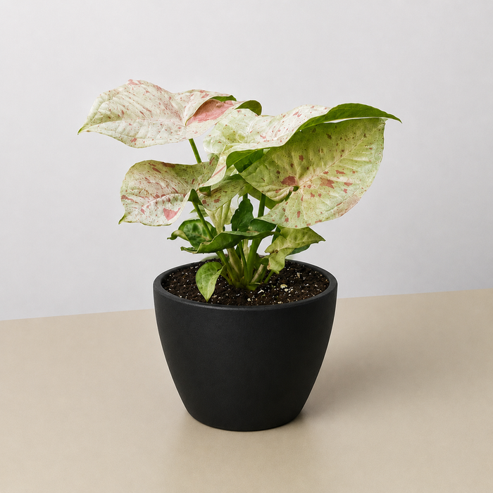 is milk good for plants indoors Syngonium 'Milk Confetti' | Indoor Plant | Tropical Plant | Potted Plant