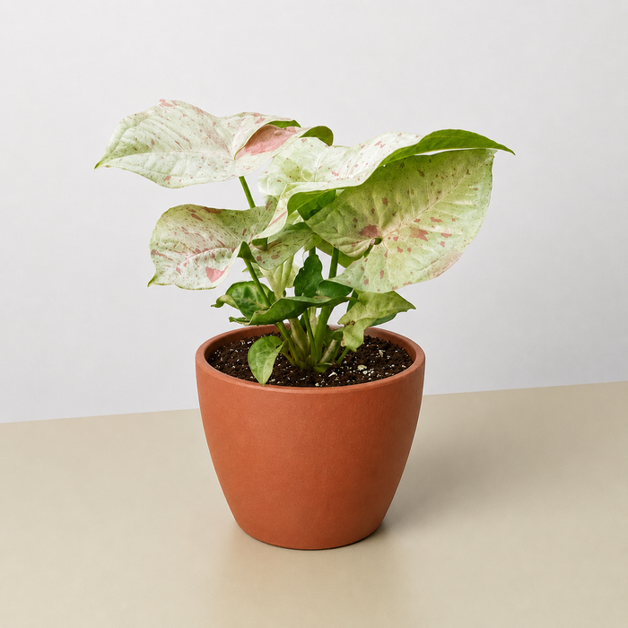 syngonium pink indoor plant Syngonium 'Milk Confetti'