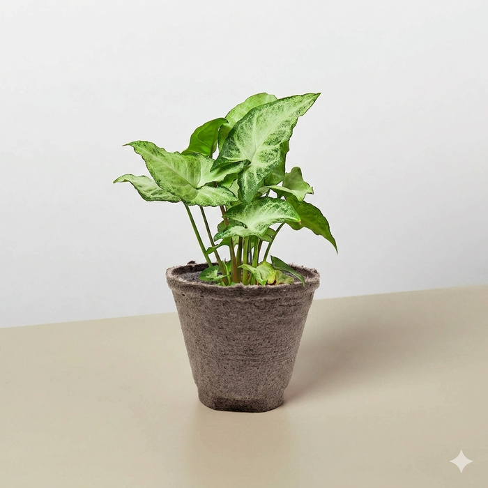 syngonium podophyllum house plants Syngonium 'White Butterfly'