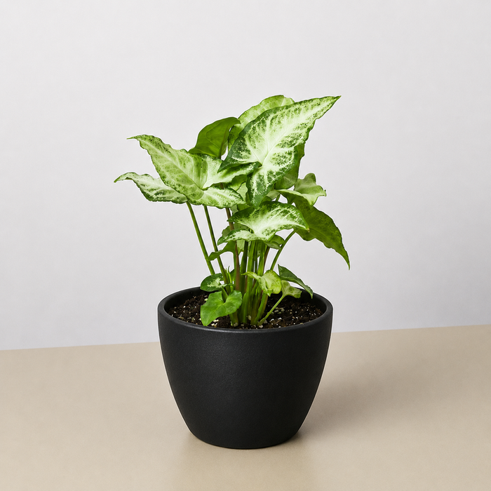 white leaf house plant Syngonium 'White Butterfly' | Indoor Plant | Tropical Plant | Potted Plant