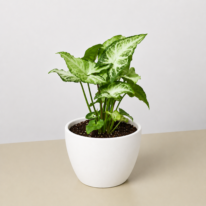 indoor white plant pots Syngonium 'White Butterfly' | Indoor Plant | Tropical Plant | Potted Plant