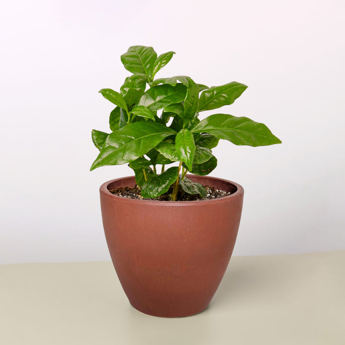 house coffee plant Arabica Coffee