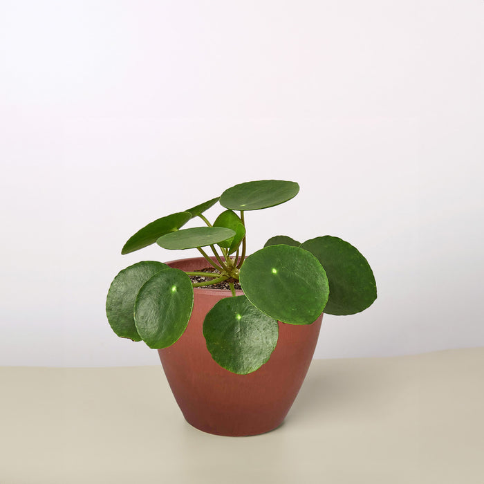 china money plant Pilea Peperomioides 'Chinese Money' | Indoor Plant | Tropical Plant | Potted Plant