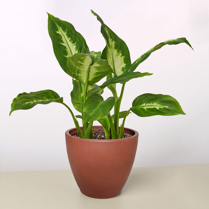 dieffenbachia in pots with flowers Dieffenbachia Camille | Indoor Plant | Tropical Plant | Potted Plant