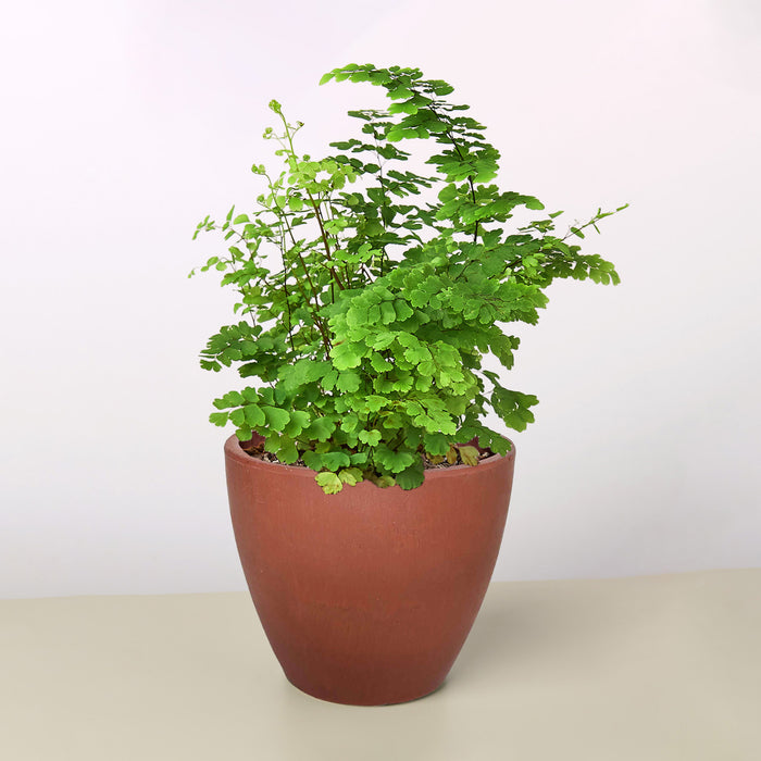 maidenhair fern indoor plant care Maidenhair Fern