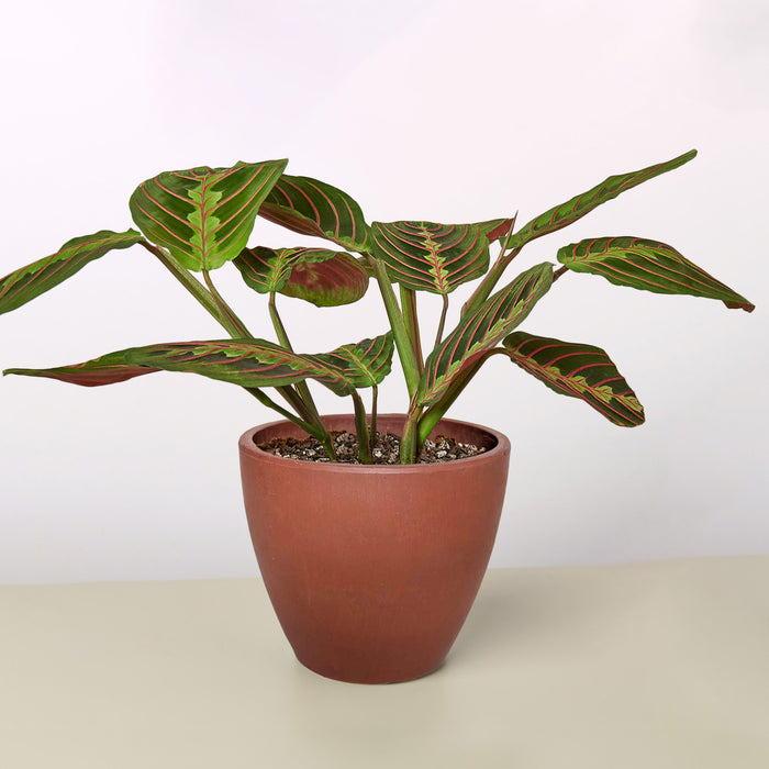 prayer plant in terracotta Maranta 'Red Prayer' | Indoor Plant | Tropical Plant | Potted Plant