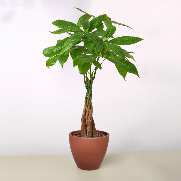 money tree for sale Money Tree 'Guiana Chestnut' Pachira Braid | Indoor Plant | Tropical Plant | Potted Plant