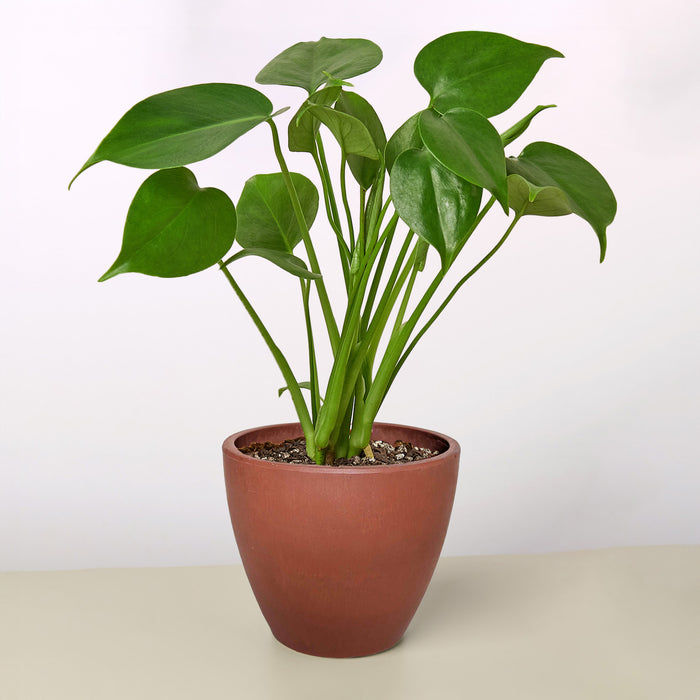 how to take care of a split leaf philodendron Monstera 'Split-Leaf'