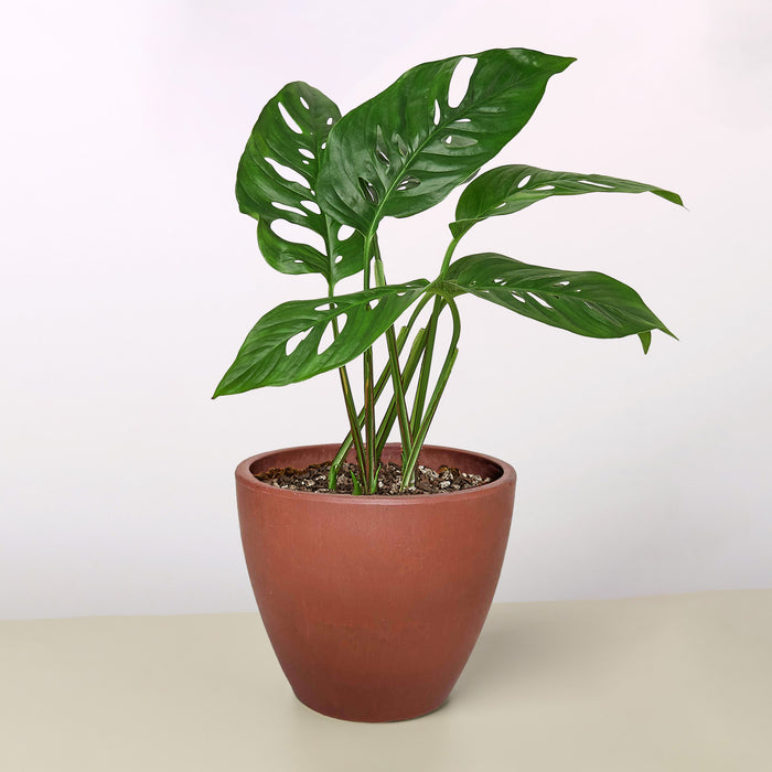 monstera adansonii plants Monstera Adansonii 'Swiss Cheese' | Indoor Plant | Tropical Plant | Monstera Adansonii | Potted Plant