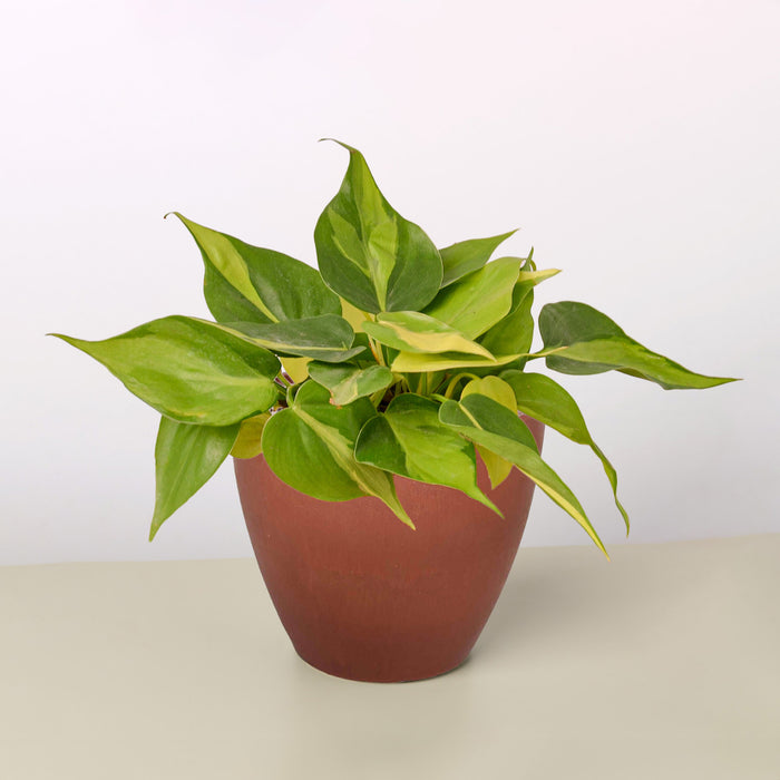 philodendron brasil red stem Philodendron 'Brasil'