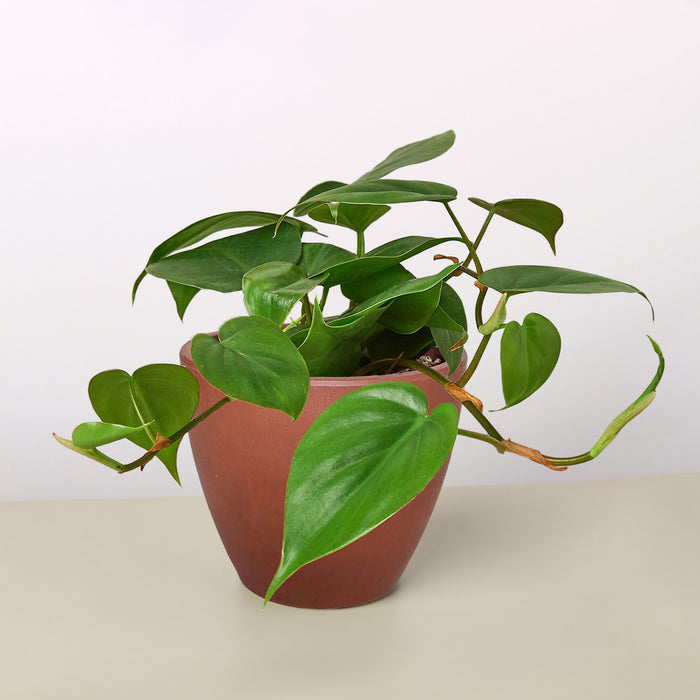 heart plants indoor Philodendron Cordatum 'Heartleaf' | Indoor Plant | Tropical Plant | Potted Plant