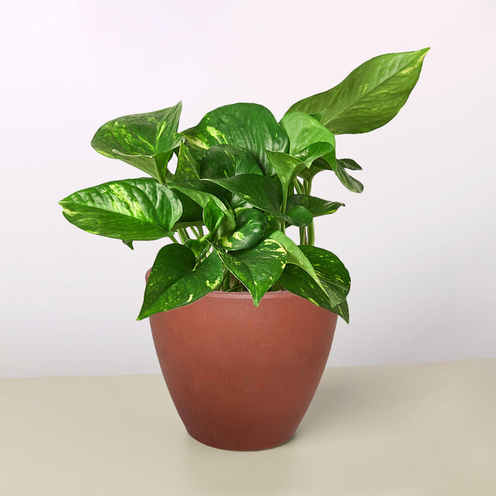 is pothos a tropical plant Pothos 'Golden'