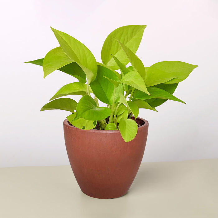 neon house plants Pothos 'Neon' | Indoor Plant | Tropical Plant | Potted Plant