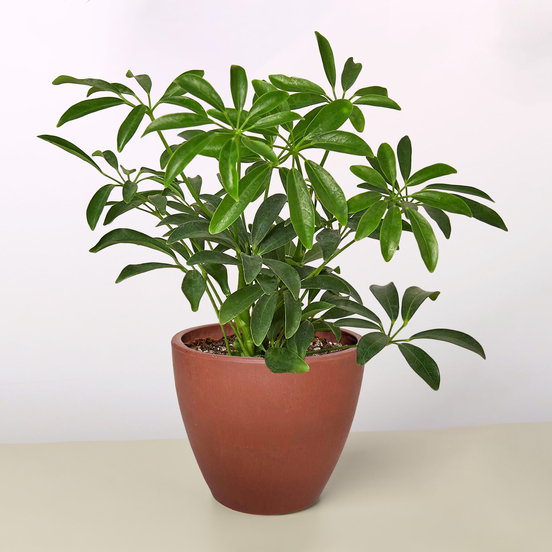 Schefflera Arboricola
