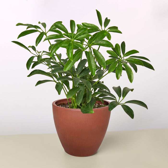 dwarf schefflera brassia arboricola Schefflera Arboricola | Indoor Plant | Tropical Plant | Potted Plant