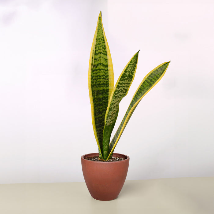 snake plant or sansevieria trifasciata Snake Plant 'Laurentii' | Indoor Plant | Tropical Plant | Potted Plant