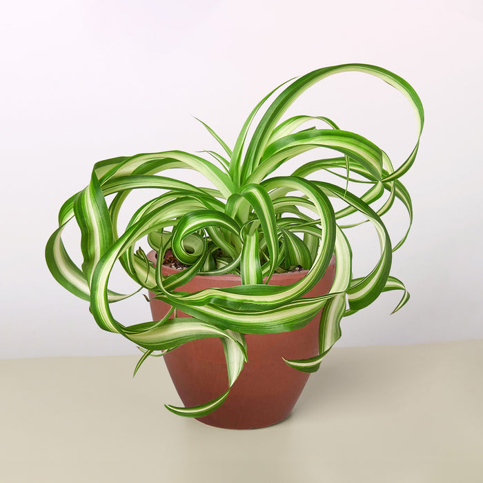 spider plant tropical Spider Plant 'Bonnie' | Indoor Plant | Tropical Plant | Potted Plant