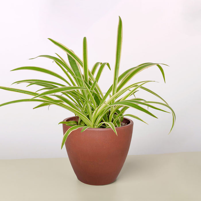 spider plant spider plant Spider Plant 'Reverse' | Indoor Plant | Tropical Plant | Potted Plant