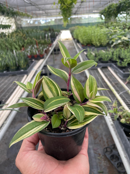 tricolor indoor plants Tradescantia 'Tricolor'