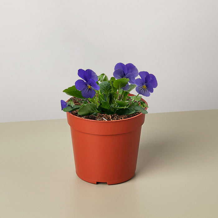 Calla Viola Purple Calla Lily - 6