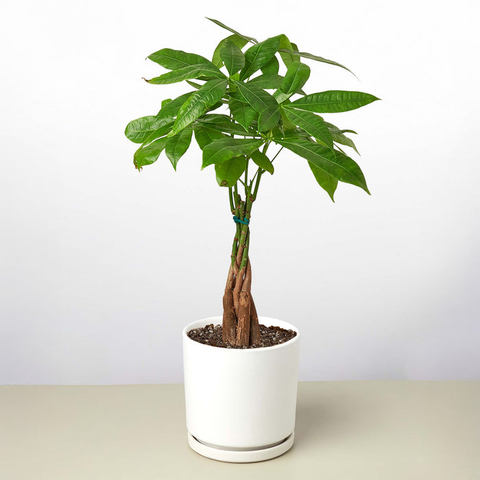 money tree white pot Money Tree 'Guiana Chestnut' Pachira Braid | Indoor Plant | Tropical Plant | Potted Plant