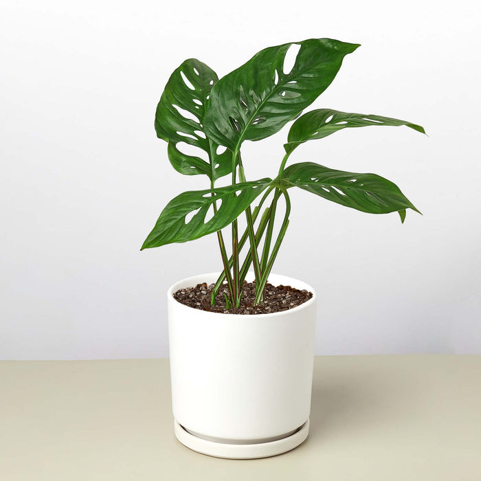 white monstera adansonii Monstera Adansonii 'Swiss Cheese' | Indoor Plant | Tropical Plant | Monstera Adansonii | Potted Plant