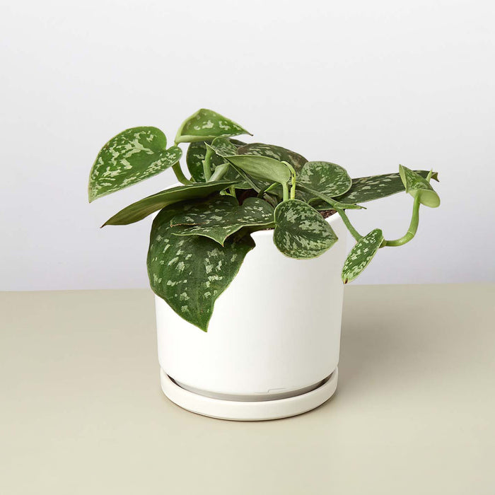 is pothos an indoor plant Pothos 'Satin' | Indoor Plant | Tropical Plant | Potted Plant