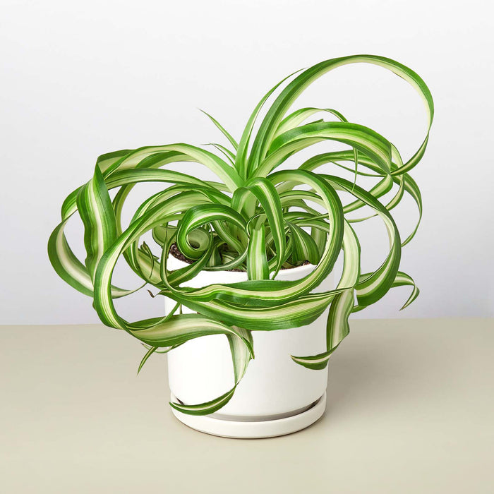 irish spider plant Spider Plant 'Bonnie' | Indoor Plant | Tropical Plant | Potted Plant