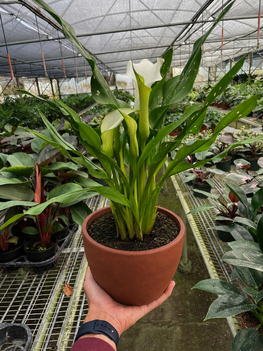 indoor calla lily plant Purple Calla Lily - 6" Pot | Indoor Plant | Tropical Plant | Potted Plant