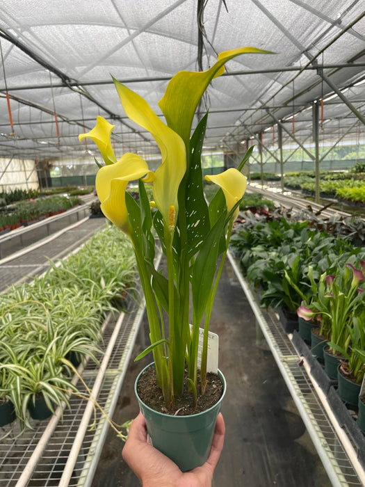 calla lily plant online Purple Calla Lily - 6" Pot | Indoor Plant | Tropical Plant | Potted Plant