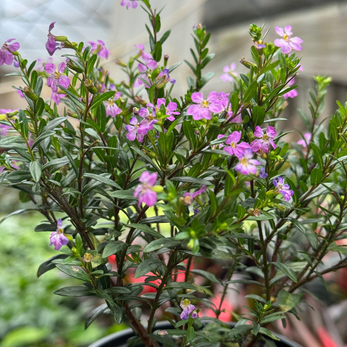  Cuphea Floriglory