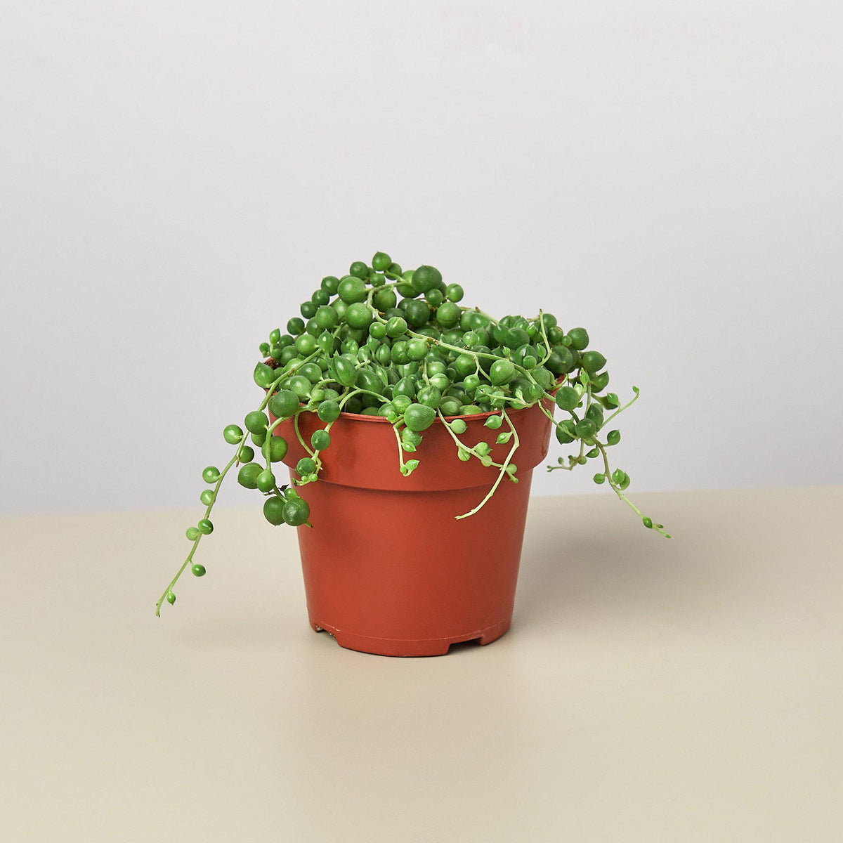 indoor plant string of pearls Succulent 'String of Pearls'
