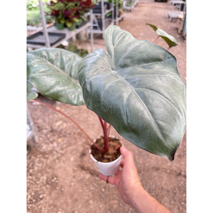 yucatan princess plant indoor care Alocasia Yucatan Princess - 4" Pot
