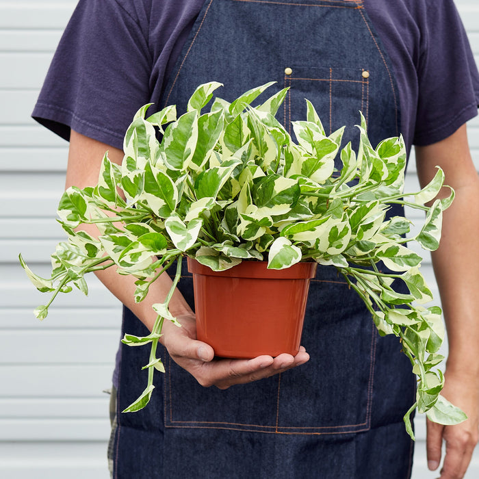 pothos n'joy live plant Pothos 'N'joy'