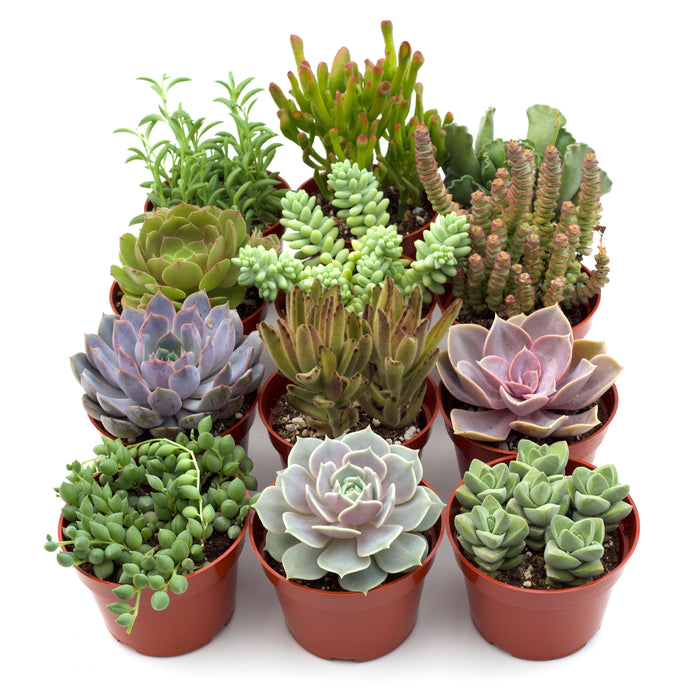 variety of succulent plants Assorted Succulent Variety