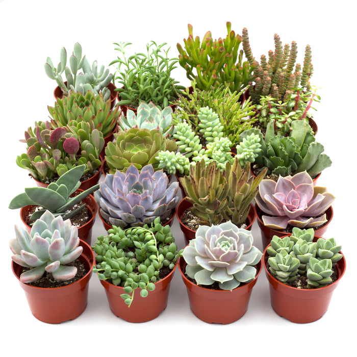dropship succulents Assorted Succulent Variety