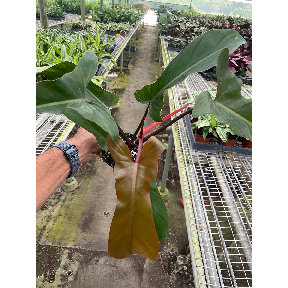 philodendron black cardinal x florida Philodendron 'Florida Bronze'
