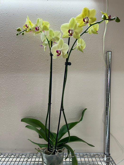 Orchid 'Yellow Phalaenopsis'