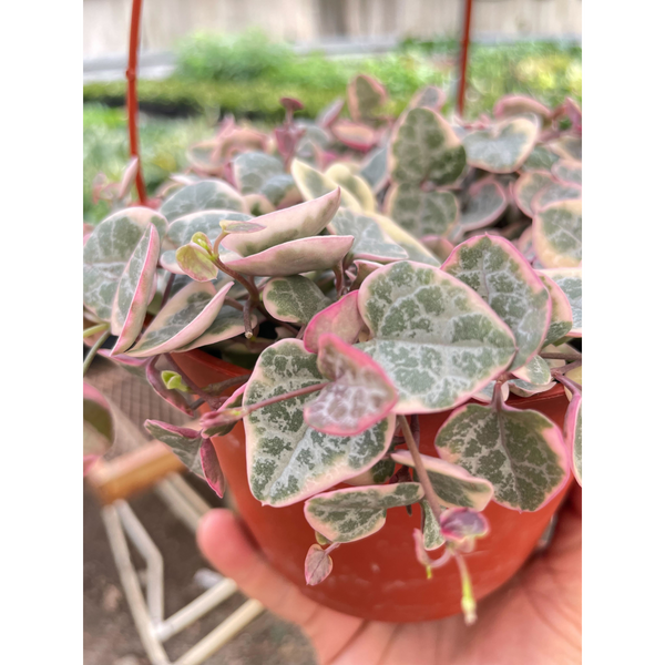 string of hearts variegata kaufen String of Hearts Variegated